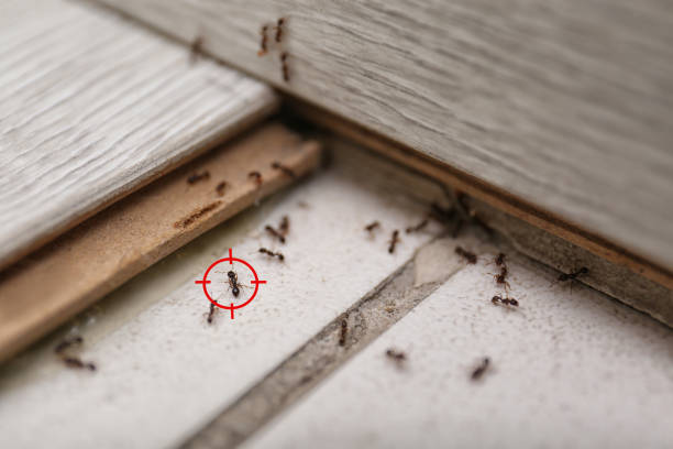 Best Pest Control Near Me in Midway South, TX