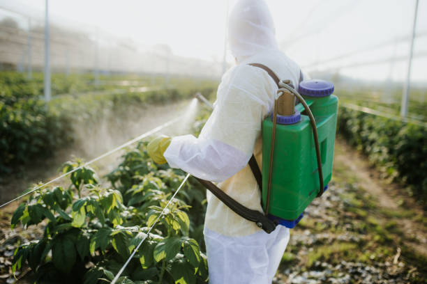 Best Flea Control Services  in Midway South, TX